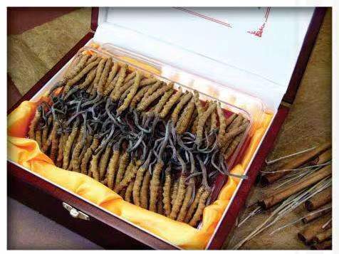 江阳冬虫夏草回收?